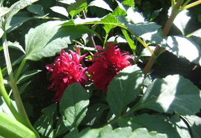 небо, цветы