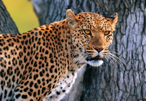 усатая морда, смотрит, дерево, Леопард