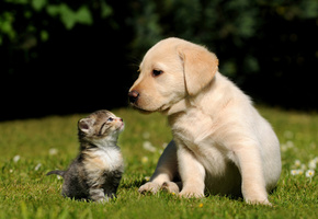 котенок, Кошка, собака, фон, трава, щенок