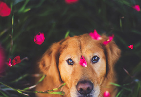 Собака, друг, взгляд