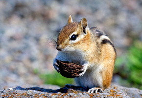 грызун, Бурундук, скорлупа