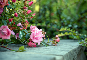 Розы, куст, цветы