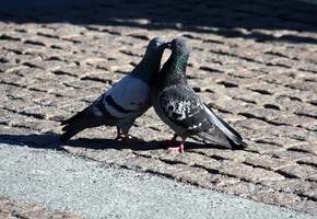 romantic, романтика, любовь, kiss, мир, love, поцелуй, Голуби, peace