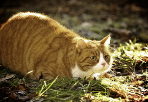 Кот, природа, лето