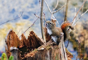 растения, ветви, пень, белка, Природа, мох, размытость