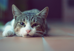 Кот, морда, кошка, котэ