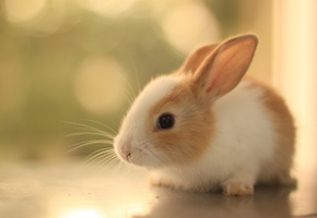 усы, пушистый, уши, Кролик, взгляд