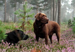 Собаки, лес, природа