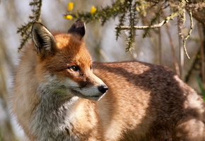 фон, природа, Лиса