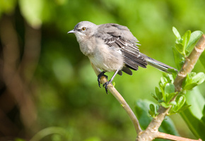 Mockingbird, ветка, пересмешник, макро, птица