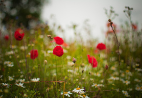 поле, цветы, ромашки, Поляна, лето, трава, маки, природа