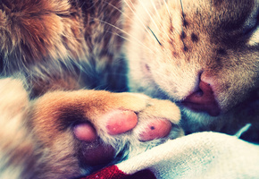 Кот, спит, кошка, лапа, лапка