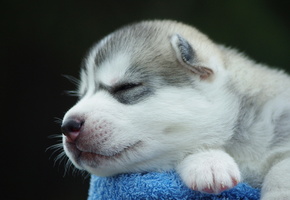 щенок, Собака, фон