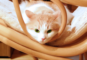 kitty, kitten, котенок, котенок, Cat, кошка, eyes, chair, beautiful, green