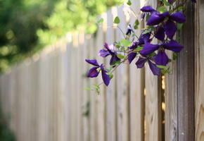 лето, Забор, цветы