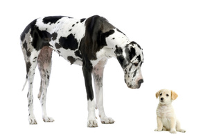 дог, Собаки, щенок