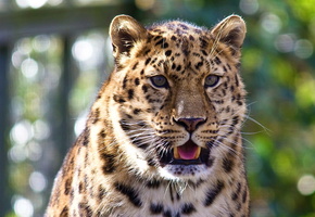 взгляд, Леопард, усы, морда, язык