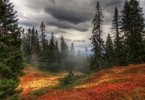 лес, туман, деревья, Осень