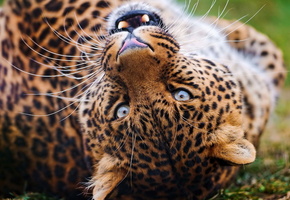 морда, играет, оскал, усы, leopard, Леопард, взгляд