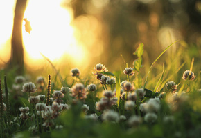 свет, растения, Природа, утро, трава, клевер