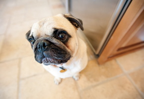 мопс, Собака, взгляд