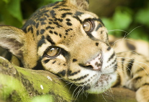 взгляд, усы, лежит, Дымчатый леопард, морда, отдых