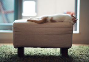 пуфик, отдых, котенок, Hannah, c ben torode