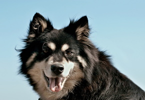 Собака, фон, портрет