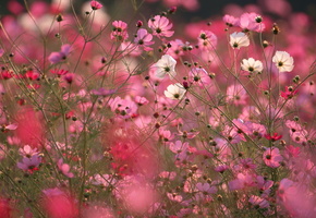 Поле, макро, цветы, розовые, космея