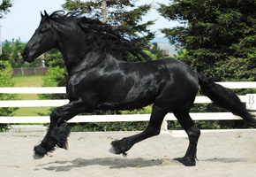 Конь, фриз, лошадь