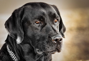 Собака, взгляд, друг