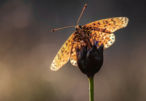 Макро, усики, бабочка, размытость, цветок, стебель