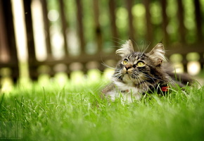 трава, Кошка, забор