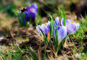 крокусы, Цветы, весна, шмель