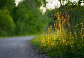 макро, трава, Дорога