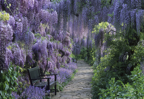 скамейка, Тропинка, парк, цветы, кустарник