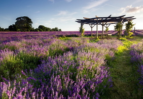 лаванды, сторожка, Поле, пейзаж