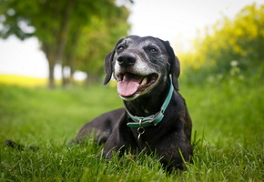 фон, природа, Собака