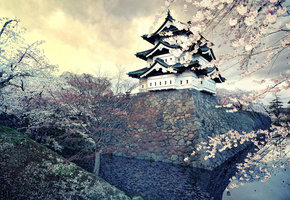 Город, япония, весна, сакура