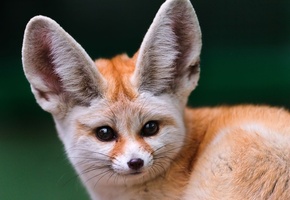 фенек, взгляд, большие уши, мордочка, Лиса