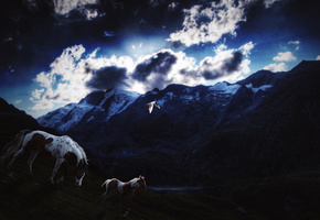 птица, облака, небо, жеребенок, Лошадь, вечер, звезды