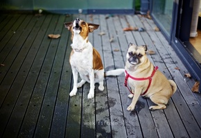 настроение, Собаки, друзья