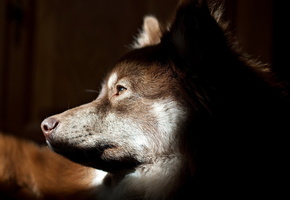 Собака, друг, взгляд