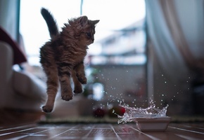 миска, Котёнок, вода