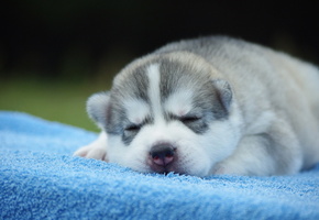 Собака, фон, щенок, уют