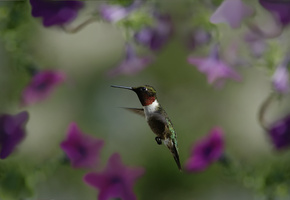 размытость, цветы, колибри, птица, птичка, полет, Макро