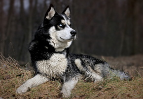 друг, Собака, взгляд