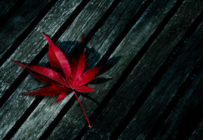 дерево, красный, Лист