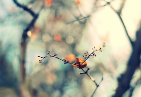 природа, листочек, фокус, листик, весна, Веточка