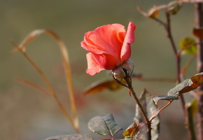 цветы, Роза, природа